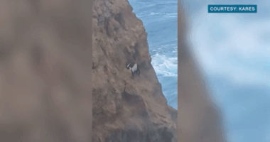 Hanging in there: Goat resists capture on 120-foot Hawaii cliff