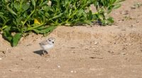 Help name Chicago's new Piping Plover chicks