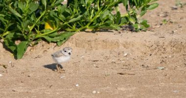 Help name Chicago's new Piping Plover chicks