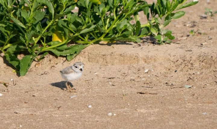 Help name Chicago's new Piping Plover chicks