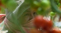 Here's how a major Mexican tomato exporter is affected by Trump’s 17% tariff