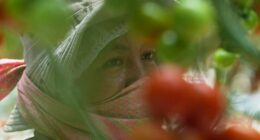 Here's how a major Mexican tomato exporter is affected by Trump’s 17% tariff