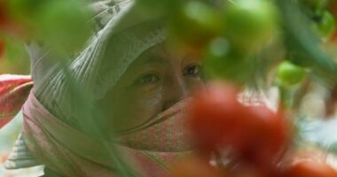 Here's how a major Mexican tomato exporter is affected by Trump’s 17% tariff