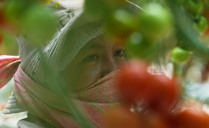 Here's how a major Mexican tomato exporter is affected by Trump’s 17% tariff