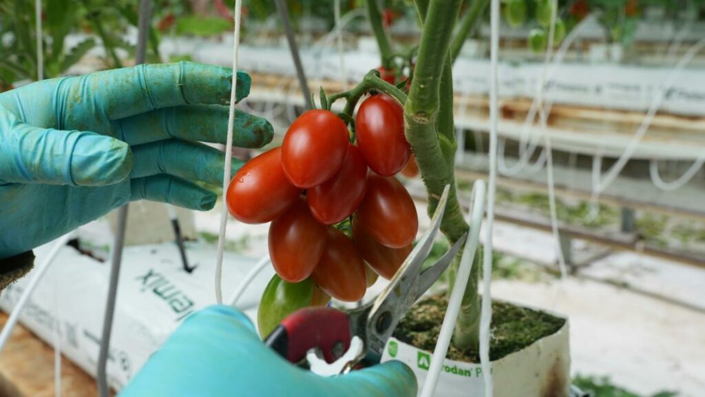 How Trump's 17% tariff on fresh tomatoes is impacting Mexican exporters
