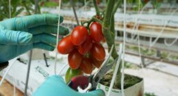 How Trump's 17% tariff on fresh tomatoes is impacting Mexican exporters