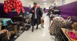 How to prepare your pets for when a hurricane makes it rain cats and dogs