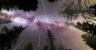 Stargazers have the chance to see a spectacular meteor show this week.﻿