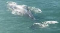 The humpback whale dazzled tourists and locals in Circular Quay this morning, ﻿with ferries halting operations momentarily.