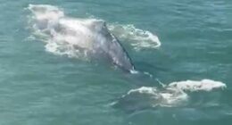 The humpback whale dazzled tourists and locals in Circular Quay this morning, ﻿with ferries halting operations momentarily.