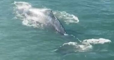 The humpback whale dazzled tourists and locals in Circular Quay this morning, ﻿with ferries halting operations momentarily.