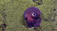 Ivy League Science Spectacular Spots Queerness 'Through the Lens of Deep-Sea Creatures'
