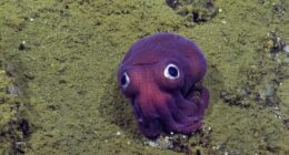 Ivy League Science Spectacular Spots Queerness 'Through the Lens of Deep-Sea Creatures'