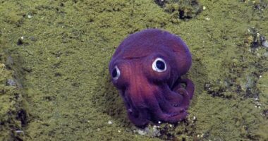 Ivy League Science Spectacular Spots Queerness 'Through the Lens of Deep-Sea Creatures'