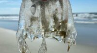 Jellyfish have made its way to Tybee Island