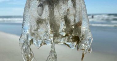 Jellyfish have made its way to Tybee Island