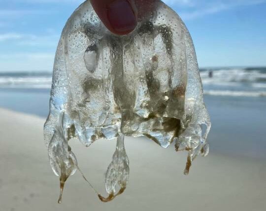 Jellyfish have made its way to Tybee Island