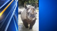 Kansas zoo says one rhino killed the other
