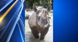 Kansas zoo says one rhino killed the other