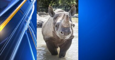 Kansas zoo says one rhino killed the other