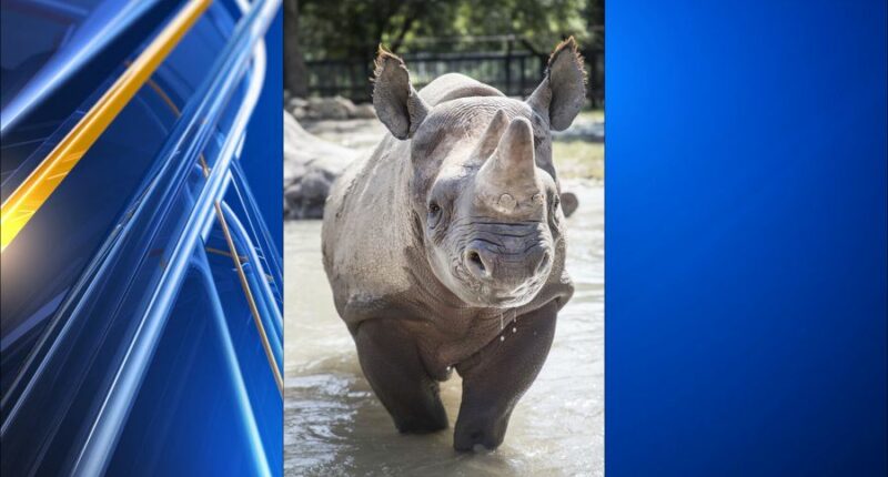 Kansas zoo says one rhino killed the other