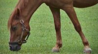 Keeping animals of all sizes, from cats to horses, cool during record heat