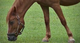 Keeping animals of all sizes, from cats to horses, cool during record heat