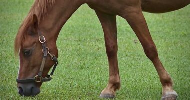 Keeping animals of all sizes, from cats to horses, cool during record heat