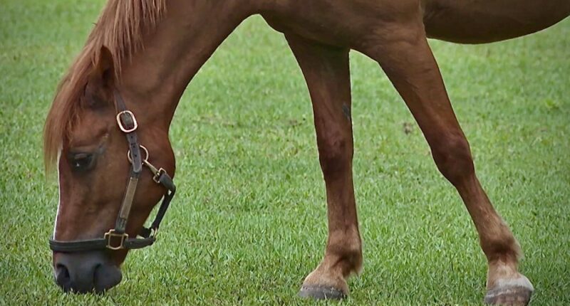 Keeping animals of all sizes, from cats to horses, cool during record heat