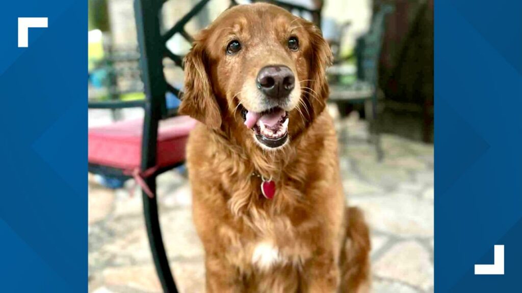 Kerrville flood: Lost dog Goldie found by rescue team