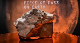 Largest piece of Mars on Earth fetches $5.3 million at auction, but young dinosaur steals the show