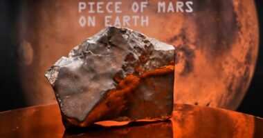 Largest piece of Mars on Earth fetches $5.3 million at auction, but young dinosaur steals the show