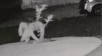 Lemon tree stolen from woman's yard in bizarre 4am heist