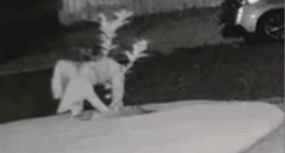Lemon tree stolen from woman's yard in bizarre 4am heist