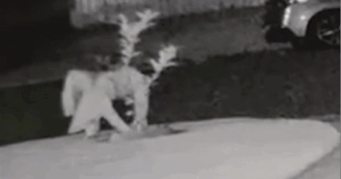 Lemon tree stolen from woman's yard in bizarre 4am heist