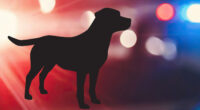 Man mauled to death by dogs in Lancaster, California was friend of owner, Los Angeles County Sheriff's Department detectives say