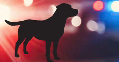 Man mauled to death by dogs in Lancaster, California was friend of owner, Los Angeles County Sheriff's Department detectives say