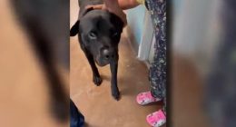 Missouri man helps reunite dog with Iowa family