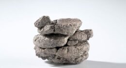 Museum finds 70-million-year-old fossil under parking lot