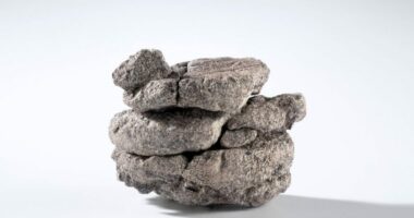 Museum finds 70-million-year-old fossil under parking lot