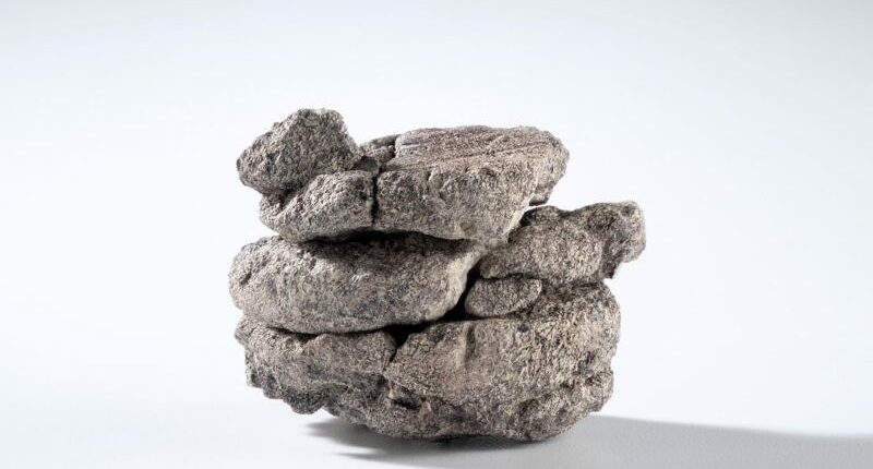 Museum finds 70-million-year-old fossil under parking lot