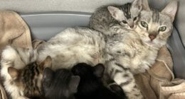 Nearly 100 cats found in 'unimaginable conditions' in Colorado