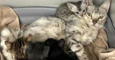 Nearly 100 cats found in 'unimaginable conditions' in Colorado