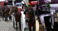 New York carriage driver Ian McKeever acquitted after horse, Ryder, collapsed and died