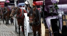 New York carriage driver Ian McKeever acquitted after horse, Ryder, collapsed and died