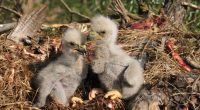 Officials report average eagle nesting season in coastal Georgia, nearly 200 eaglets fledged statewide