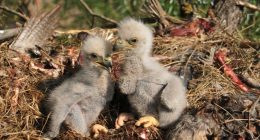 Officials report average eagle nesting season in coastal Georgia, nearly 200 eaglets fledged statewide