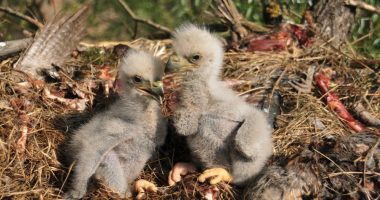 Officials report average eagle nesting season in coastal Georgia, nearly 200 eaglets fledged statewide
