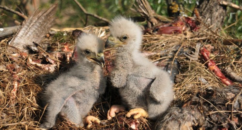 Officials report average eagle nesting season in coastal Georgia, nearly 200 eaglets fledged statewide
