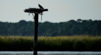 Osprey came back from the brink once. Now chicks are dying in nests, and some blame overfishing